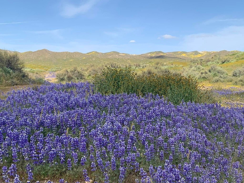california nature