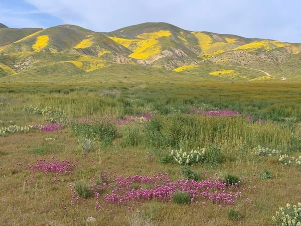 california nature